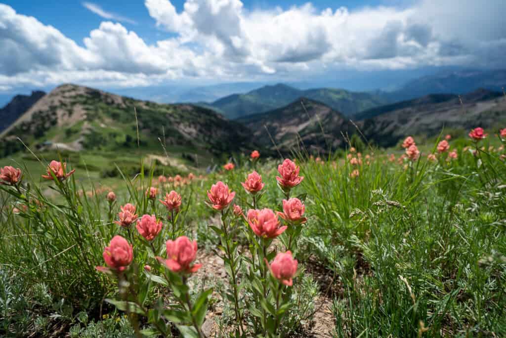 indian paintbrush flowers at alta ski area